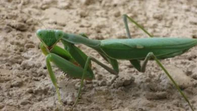 African Giant Mantis (Sphodromantis viridis)