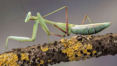 Asian mantis (Hierodula membranacea)