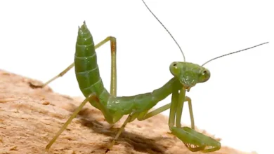 California mantis (Stagmomantis californica)
