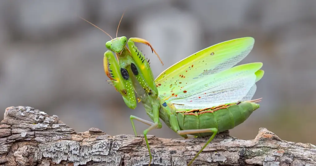 Can Praying Mantises Fly