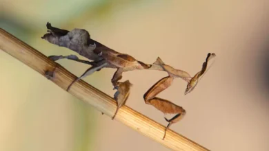Dead Leaf Mantis (Phyllocrania paradoxa)