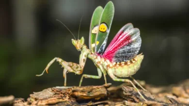Flower mantis (Creobroter gemmatus)