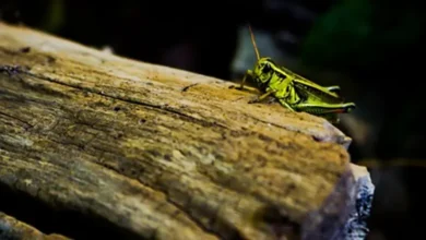 Insect Conservation