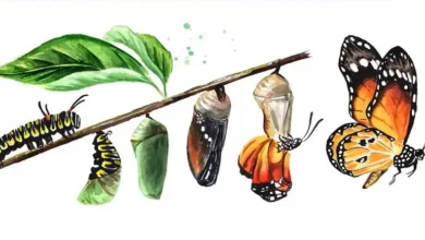Insect Life Cycles