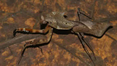 Leaf Mantis