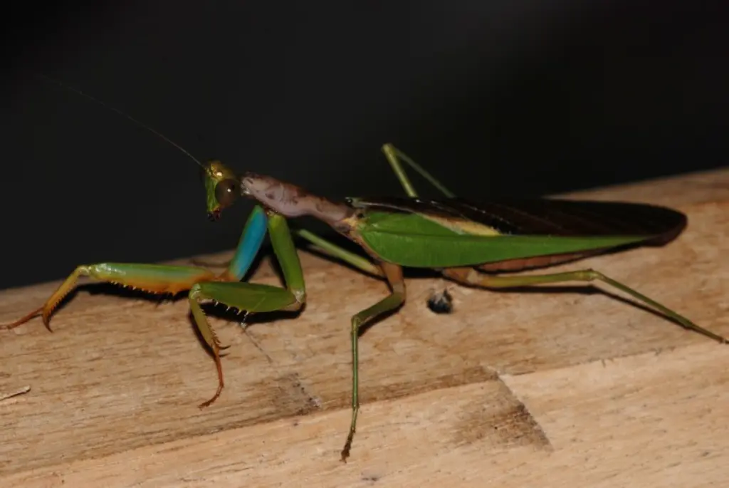 Madagascar Mantis