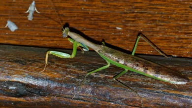 Madagascar Mantis