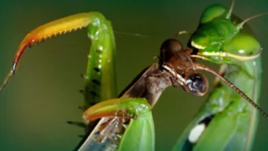 Cannibalism of the Praying Mantis