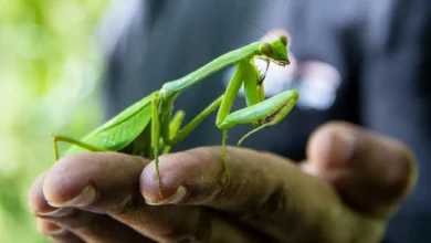 Mimicry in the Animal Kingdom