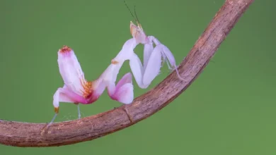 Orchid Mantis (Hymenopus coronatus)