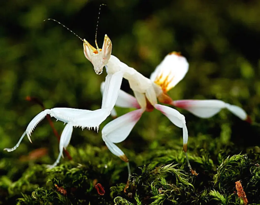 Orchid Mantis (Hymenopus coronatus)