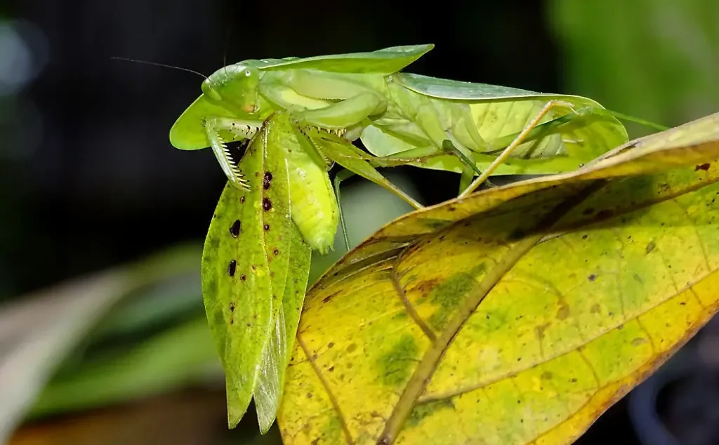 Species Choeradodis