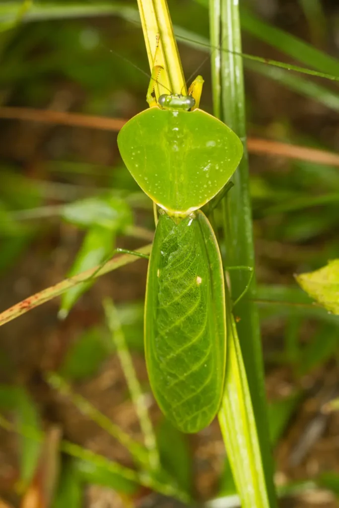 Species Choeradodis