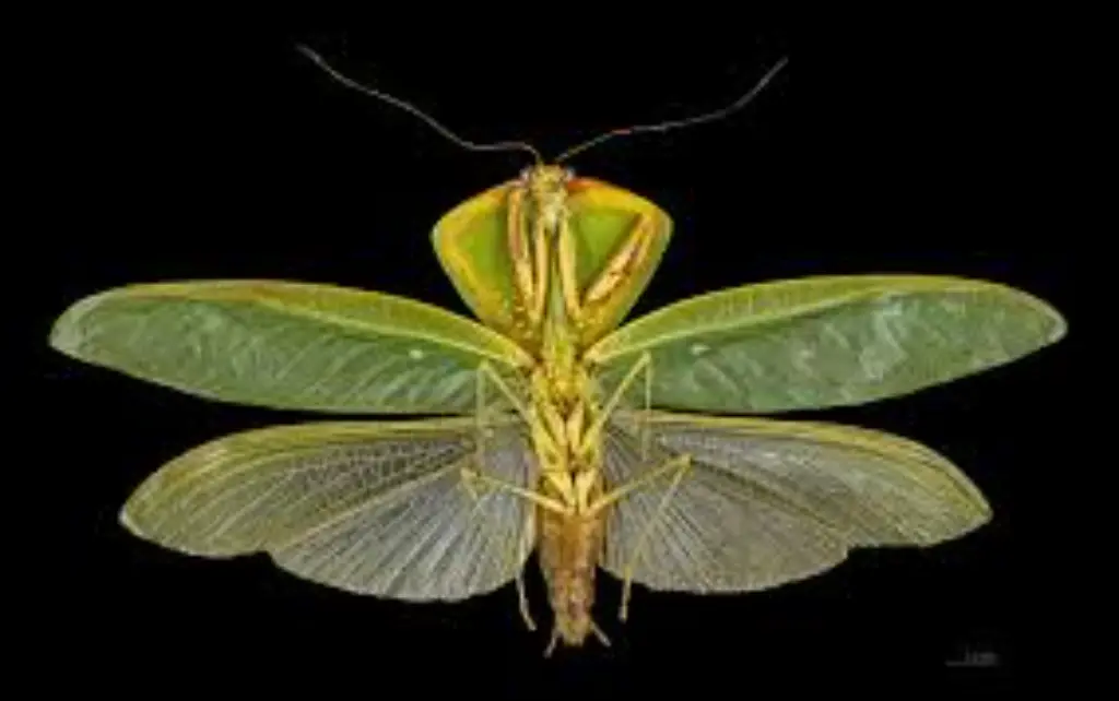Species of Choeradodis