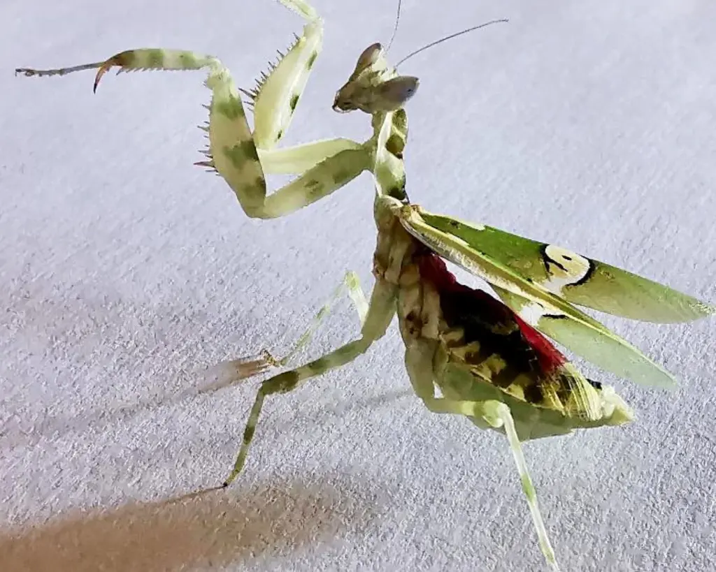 Species Creobroter