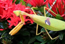 Stagmatoptera biocellata