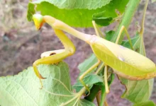 Stagmatoptera femoralis