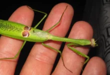 Stagmatoptera supplicaria