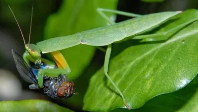 The Mantis's Role in Controlling Pest